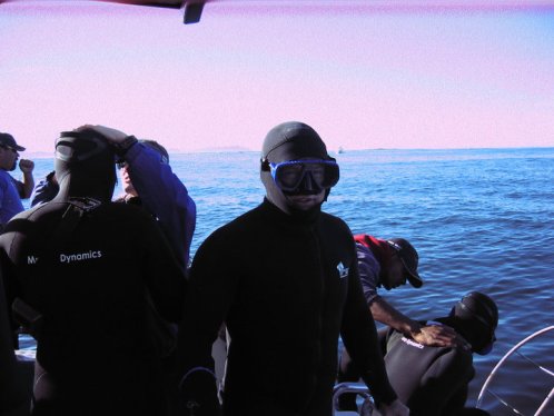 shark painter,save sharks,shark diving