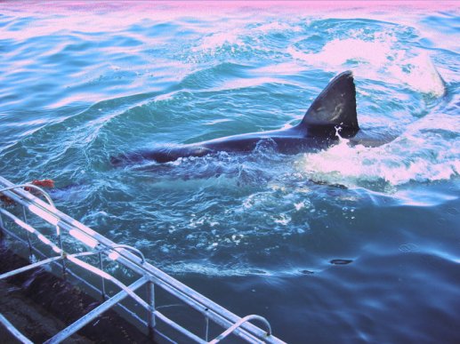 shark,ocean,save shark